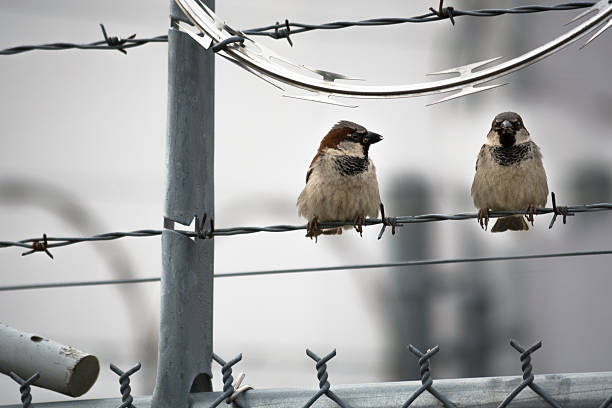 House Sparrows on Barbed Wire stock photo