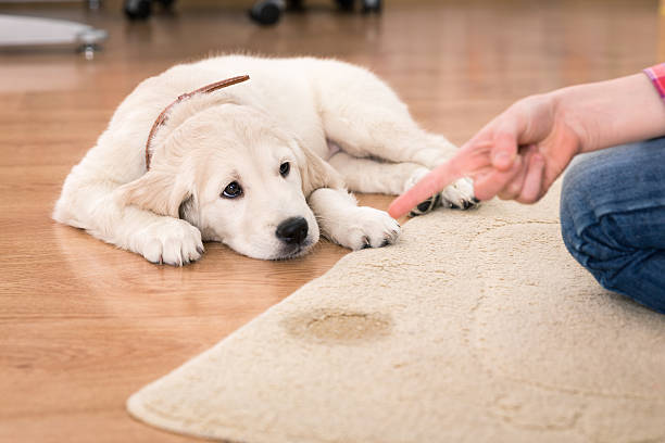house training of guilty puppy Golden retriever puppy looking guilty from his punishment punishment stock pictures, royalty-free photos & images