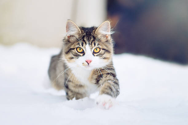 housecat walking towards the camera in the snow - cat snow bildbanksfoton och bilder
