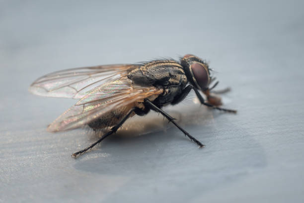 housefly op een grijze achtergrond sluit omhoog - huisvlieg stockfoto's en -beelden