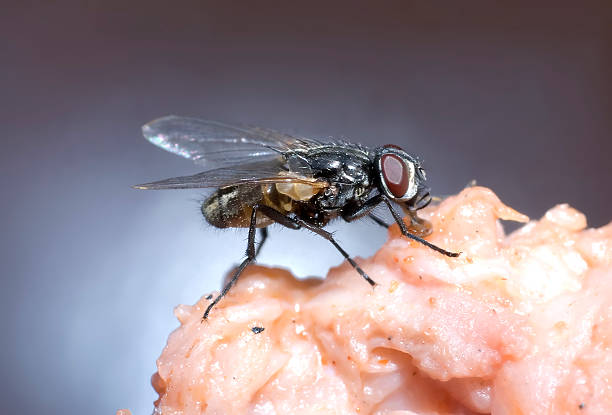 housefly on a piece of raw meat - huisvlieg stockfoto's en -beelden