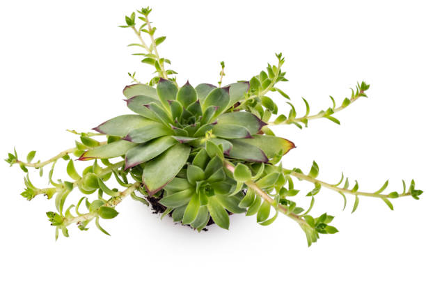 Houseleek Sempervivum tectorum, Houseleek. Plant on the white background crassulaceae stock pictures, royalty-free photos & images