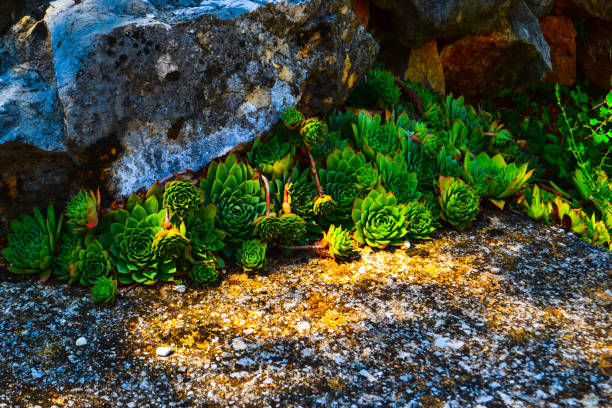 Houseleek plants They are growing on very interesting places. sempervivum stock pictures, royalty-free photos & images
