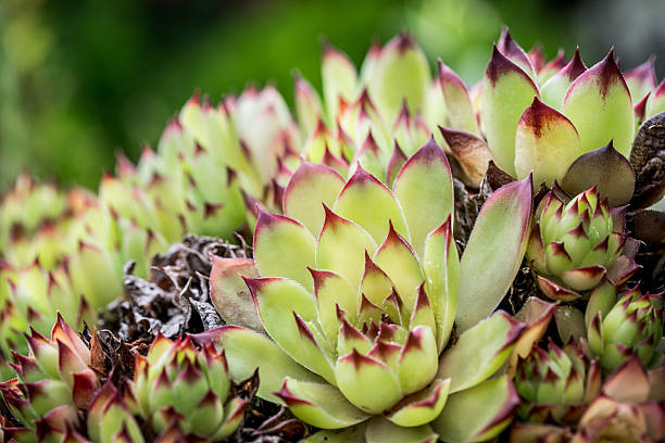 mes sédums & autres grassouilles en vrac ! - Page 2 Houseleek-sempervivum-tectorum-picture-id495915987?k=6&m=495915987&s=612x612&w=0&h=e4yDRGyD__Y7zUAusIfKKPiOVHJZnYd3IFYLLoXNyk8=