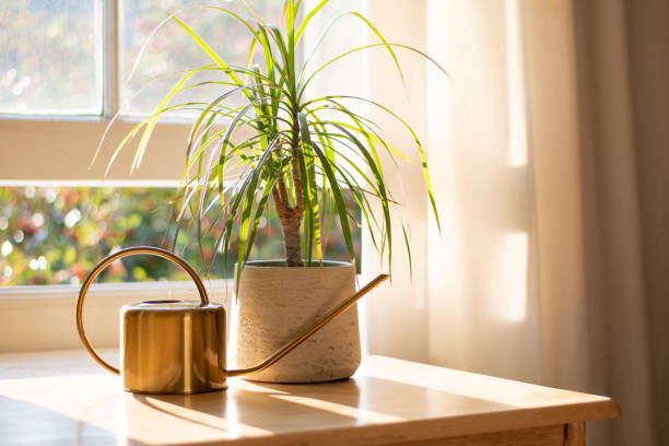 Houseplant in the window inside a beautiful new home or flat stock photo