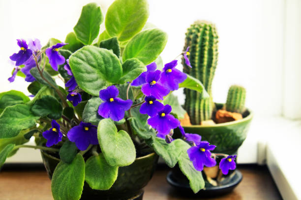 Houseplants Potted African Violet Potted African Violet (Saintpaulia) on the background of cactus, houseplants african violet photos stock pictures, royalty-free photos & images