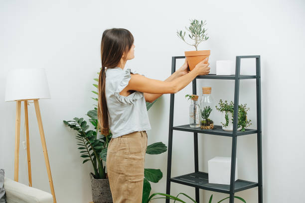 Housewife in living room placing potted plant on a shelf stock photo