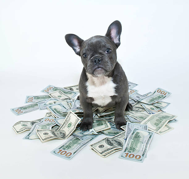 How Much is a Puppy Worth? stock photo