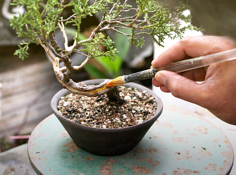 How To Apply Lime Sulfur To Preserve Deadwood In Bonsai Tree Will Be Demonstrating The Application On Bonsai Tree Making Of Bonsai Trees Handmade Bonsai Tools Stock Photo Download Image Now