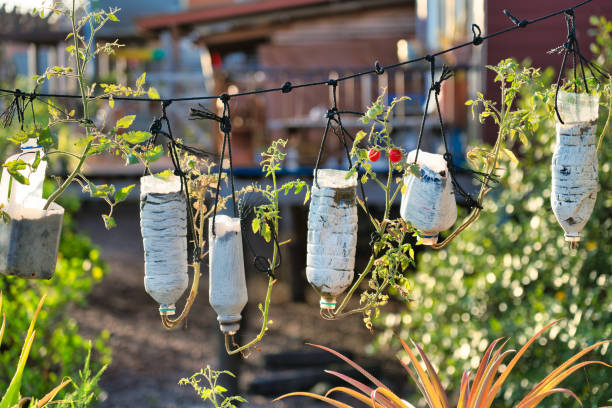 How to grow vegetables in upcycled plastic water bottles Organic tomato plants growing from recycled plastic water bottles. Innovation for a sustainable urban garden with small space and recycled materials. upcycling stock pictures, royalty-free photos & images