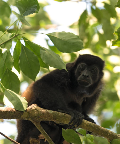 Howler monkey in a tree on an island in Gulf of Chiriqui panama stock photo