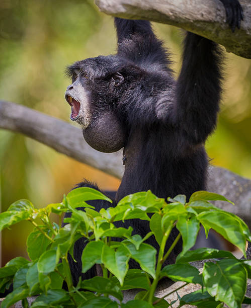 Howler monkey yelling stock photo