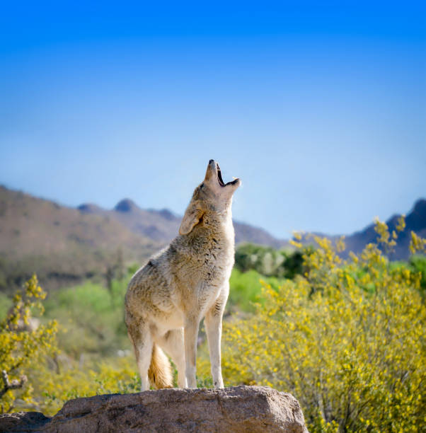 Howling Coyote with Yellow Brittle bush Flowers stock photo