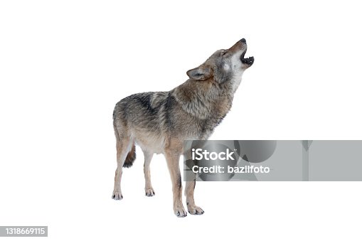 istock howling gray wolf isolated on white 1318669115