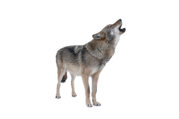 huilende grijze wolf geïsoleerd op wit - grijze wolf stockfoto's en -beelden