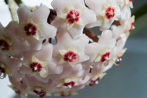 Hoya bella Close up of a wax plant flower with reflected light in the nectar. hoya stock pictures, royalty-free photos & images