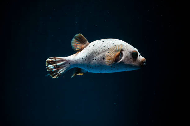 Huchback fish stock photo