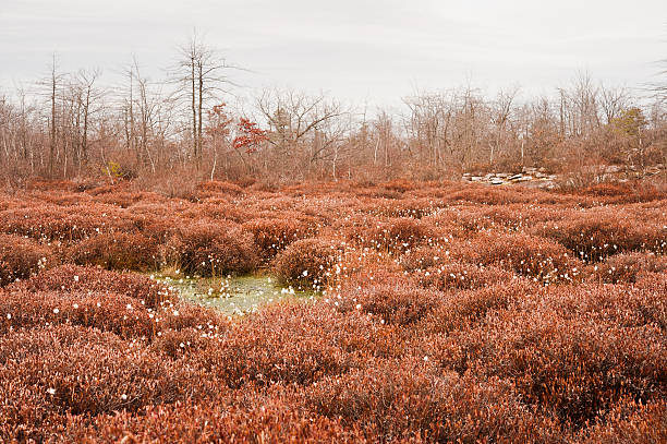 Huckleberry bog during winter stock photo
