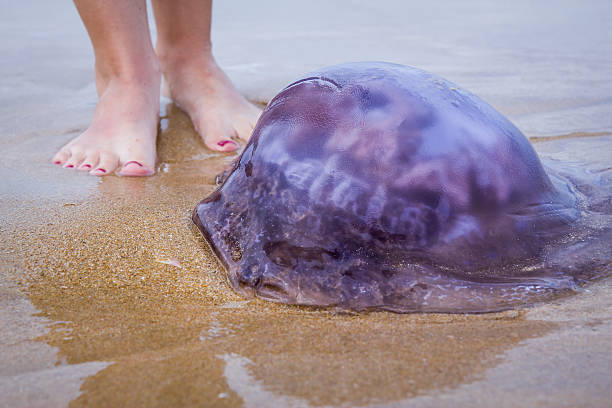 Huge blue jellyfish on the sandy beach stock photo