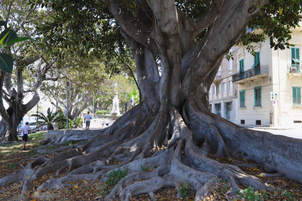 A huge ficus tree in Reggio di Calabria stock photo