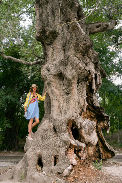 A huge gnarled tree and the girl is standing climbed on him. A huge gnarled old rotten tree and the girl is standing climbed on him. knobby knees stock pictures, royalty-free photos & images