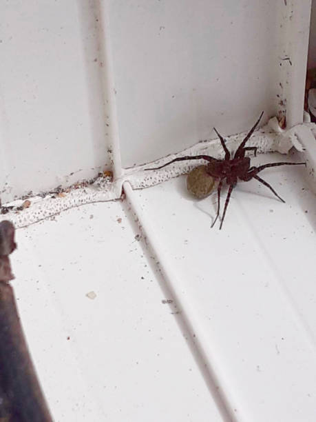 A huge house spider carrying egg sec Taken in the UK this female spider has entered a home while carrying her eggs english hot sex stock pictures, royalty-free photos & images