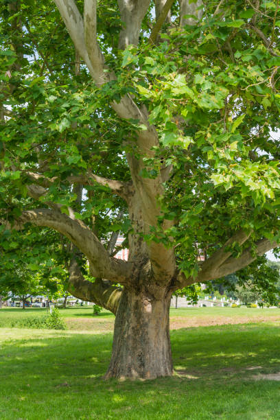 Huge London plane maple tree on beautiful summer day. Leaves and bark of the plane tree (Platanus acerifolia) stock photo
