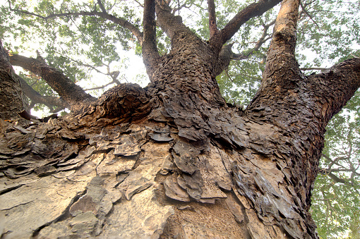 Huge Tree Root High Up In Towards Sky Stock Photo - Download Image ...