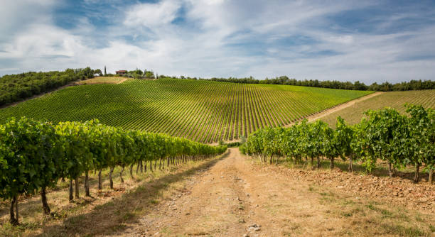 Huge vineyard fields in Tuscany, Italy stock photo