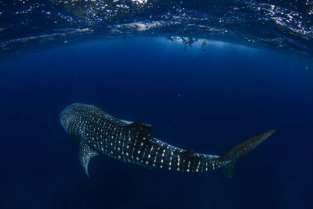 Huge Whale Shark makes swimmers look tiny in crystal clear water stock photo