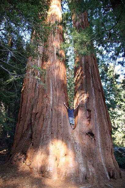 Human against giant Sequoia stock photo
