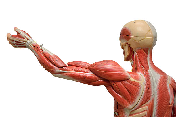 human anatomy model - arm lichaamsdeel stockfoto's en -beelden