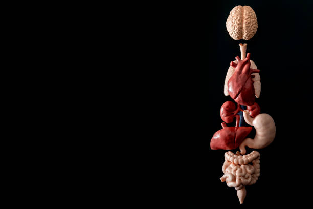 Human anatomy, organ transplant and medical science concept with a collage of human organs in anatomically correct position like brain, heart, liver, etc, isolated on black background with copyspace Human anatomy, organ transplant and medical science concept with a collage of human organs in anatomically correct position like brain, heart, liver, etc, isolated on black background with copy space anatomical model photos stock pictures, royalty-free photos & images