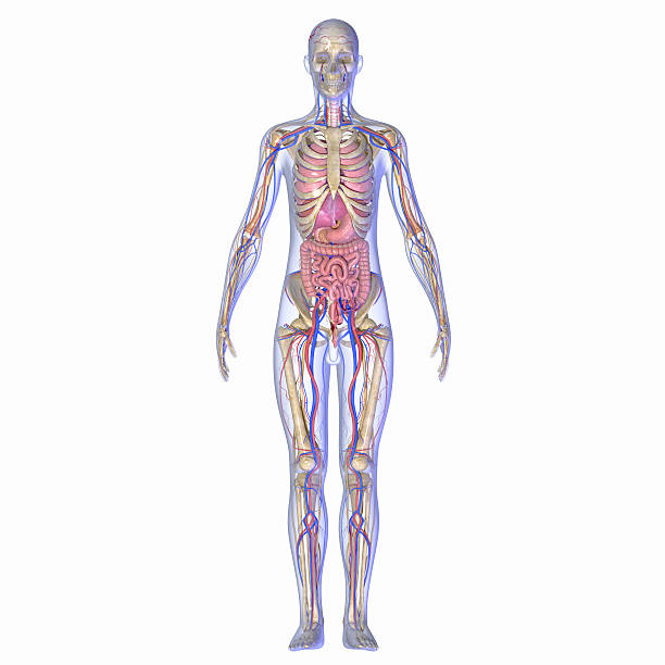 Human Anatomy stock photo