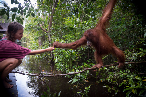 A visitor hands a banana to an orangutan at Tanjung Harapan, located inside Tanjung Puting National Park on the island of Borneo in Kalimantan, Indonesia.