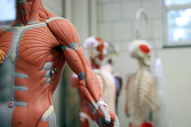human arm and torso of an anatomical model - anatomie stockfoto's en -beelden