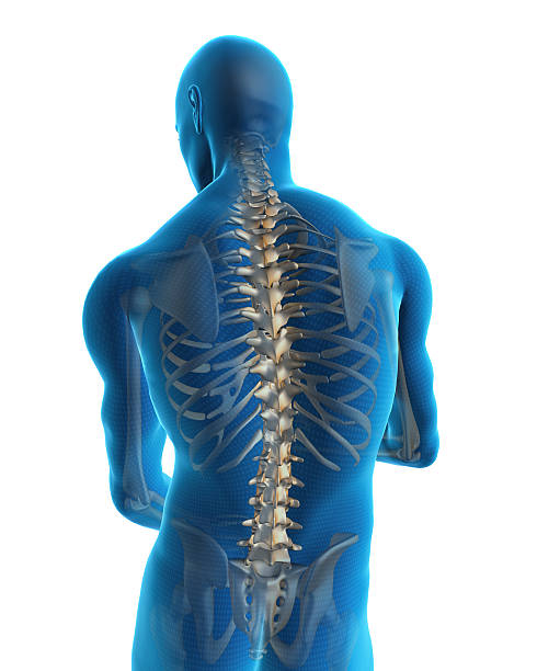 Human back Human back with a visible spine spine body part stock pictures, royalty-free photos & images
