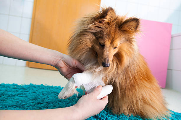 human bandage a shetland sheepdog in bathroom stock photo