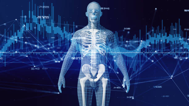 Human body and communication network concept. Human body and communication network concept. human skeleton photos stock pictures, royalty-free photos & images