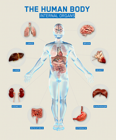 Human Body And Organs Systems Infographic Anatomy System 3d Rendering