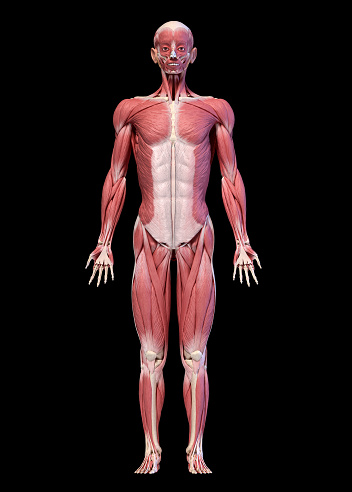 Human Body Full Figure Male Muscular System Front View Stock Photo