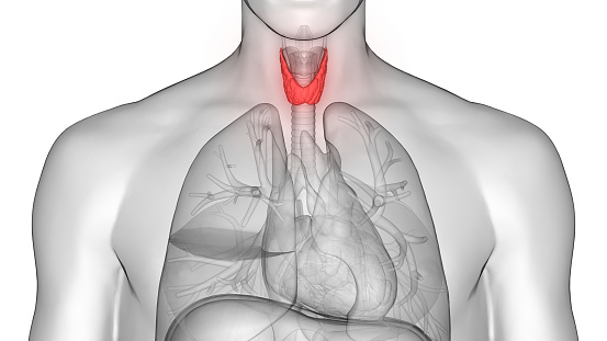 Human Body Glands Anatomy Stock Photo - Download Image Now - iStock