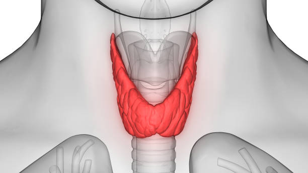 Throat Anatomy Stock Photos, Pictures & Royalty-Free Images - iStock