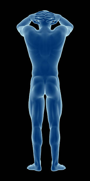 Royalty Free The Human Body Anatomy Rear View Male Pictures, Images and