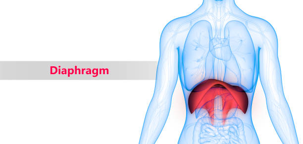 Human Body Organs (Diaphragm) Anatomy 3D Illustration of Human Body Organs (Diaphragm) Anatomy breath vapor stock pictures, royalty-free photos & images