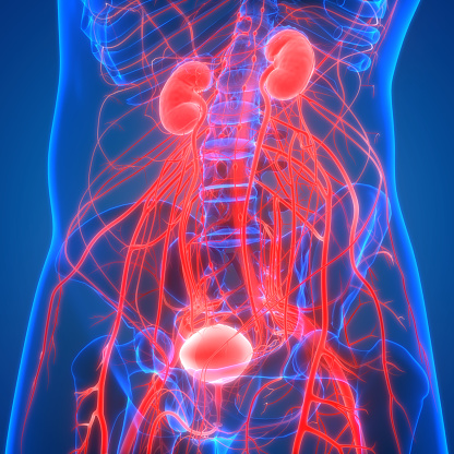 body human bladder anatomy organs urinary kidneys