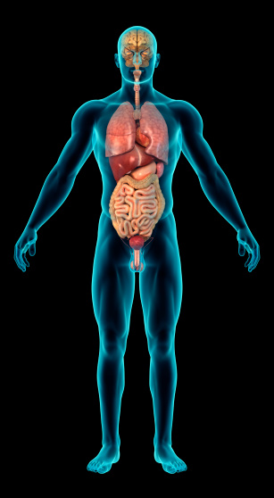 Human Body With Internal Organs Stock Photo - Download Image Now - iStock