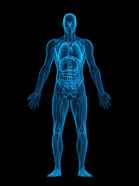 Human body X-ray stock photo