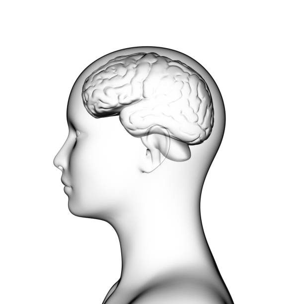 Human Brain, Anatomy, Medical 3d stock photo