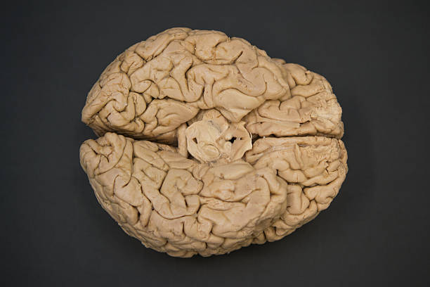 Human Brain Inferior View Hd Resolution Stock Photo